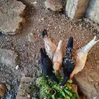 ديكين و 3 دجاجات