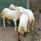 خرفان بلدي للبيع