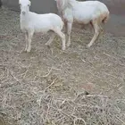 نعجه منتوج معه كبش الموقع العيدايي