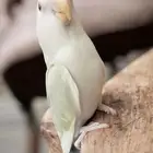ببغاء روز اليفه جدا