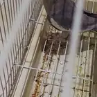 طير كروان اثنى