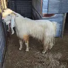 تيس جرم حصان