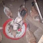 طيور 5دجاج واحد ديك بلدي اسوم 25حبه دجاج اديك30