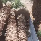 نخل واشنطن امريكي درجة اولى يتوفر لدينا كميات كبيرة