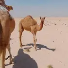 قعود قصب عماني حر طيب علا حليب بري شرط العمر7شهور
