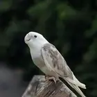 ببغاء روز كروان كنيور نهايه غر اليفه لعوبه