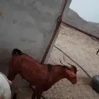 2فحوله تيس وخروف الموقع العيدابي