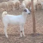 معنا جفار مزايين رقم واحد