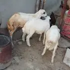 3فران العمر تقريب من 5ش الحد 2000نهي الموقع العيدابي