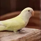 فرخ روز اينو و لتينو عيون حمر مفطوم