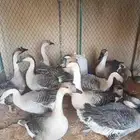 وز عراقي اصيل