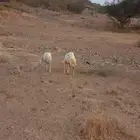 رخيل العدد 2 الموقع العيدابي