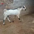 فحل بيشي امرخ