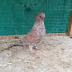 لونق رديوس
