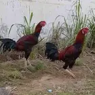 ديوك باكستاني للبيع