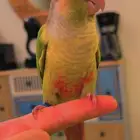 Very tame Kner parrot trained to follow safe for children