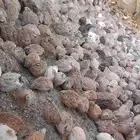 طيور فرر او فري على الجمله الجوز على 10 ريالات بياض