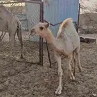 قعود للبيع عمره سته شهور