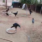 دجاج باكستاني وشاموه للبيع