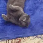 انثى سكوتش للتزاوج