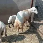 خروف ماشالله يصلح فحل أو ذبيحه الموقع العيدابي