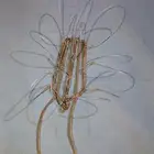 محناب  شبك  صقور