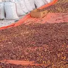 يوجد حشف للبيع كميه