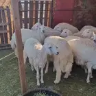 طليان و رخال للبيع ذبائح و تربية