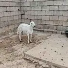 مشروع فحل حري
