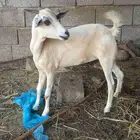 جديه للبيع سليمه وخاليه العيوب ماشاء الله