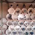 حمام للبيع مشكل