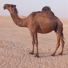 لقحه للبيع