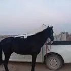 حصان عربي
