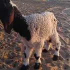 داغور نعيمي