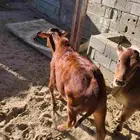 حسلان بلدية لبانية للبيع