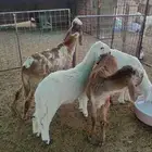 خرفان. فحول سواكن صنف