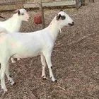 معنا جفار بلدي مزايين طيبه