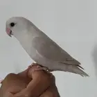 للبيع طير روز اليف انثى