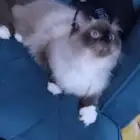 لتبني لوجه الله قطوه هملايا ذكر مهجن صحه 100 توه بلغ يبغا يت