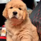 متوفر قولدن رتريفر مستوردين مستويات عالية GOLDEN RETRIEVER