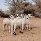 سواكن ابيض تربية نظيفه