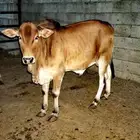 حسيل بلدي العارضه