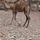 ماشاء الله تبارك الله حاشي لباني للبيع