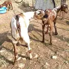 تيس وجفره لباني