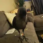 غراب الريفن امريكي نشبه