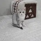 للبيع النوع شيرازي انثى العمر 3 شهور سليمه من الأمراض