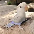 كنيور روز كروان دره اليفه واسماك وسلاحف