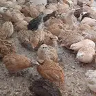 فري  طيور سمان