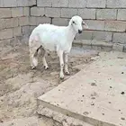 مشروع فحل حري