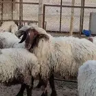 فحل نعيمي للبيع
